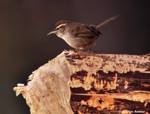 Bewick's Wren checks Beaver's work