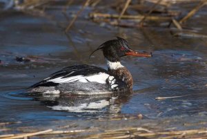 Red-breasted merganser