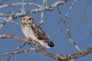 Short eared owl