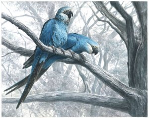 Spix Macaw