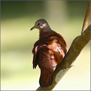 Ruddy Ground Dove (male)