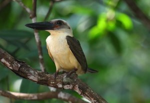 Great-billed Kingfisher