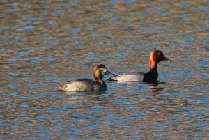 Male and female redhead ducks