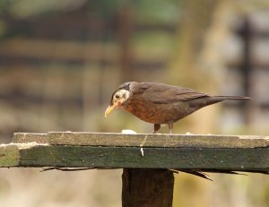 Young Blackbird oddity