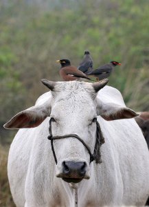 Common Myna