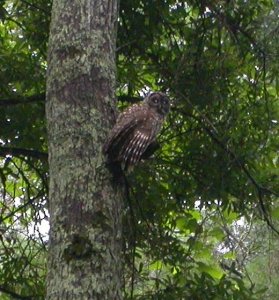 Barred owl