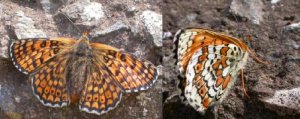 Glanville Fritillary