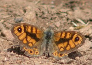 Wall Brown.