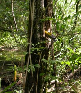 What's going on in there? -  Prothonotary warbler