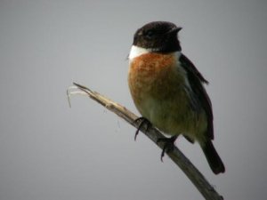 Male Stonechat.