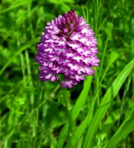 Pyramidal Orchid