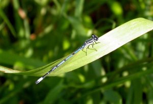 Blue Tailed Damselfly