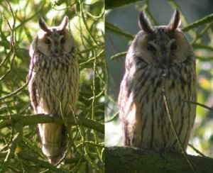 Long Eared Owl