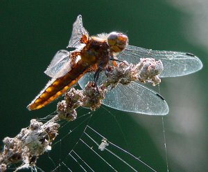 Broad Bodied Chaser