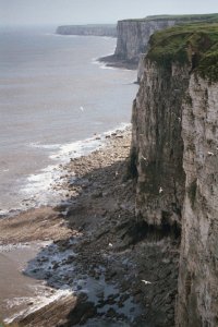 Bempton Cliffs