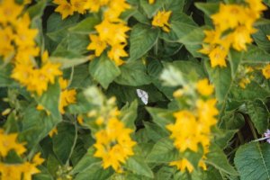 Silver Ground Carpet on Yellow Loosestrife