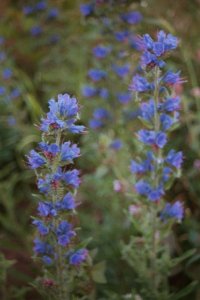 Viper's Bugloss