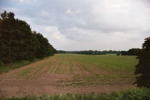 View 6 (Root Crop Field)