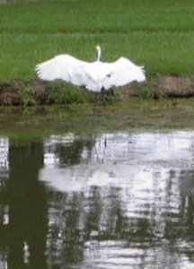 Wading Birds