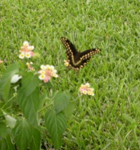 Black Swallowtail Butterfly