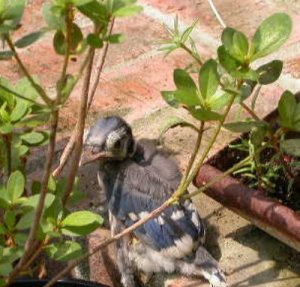 Blue Jay