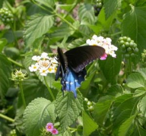 Pipe Vine Swallowtail