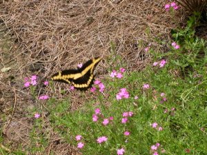 Giant Swallowtail Butterfly