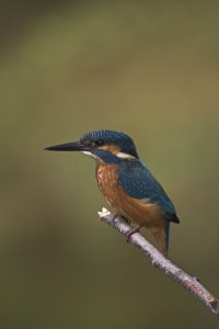 Kingfisher