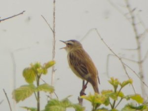 Sedge Warbler