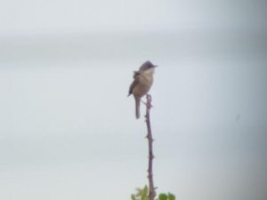 Whitethroat