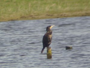 Cormorant