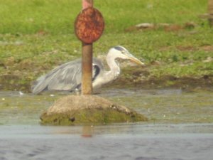 Grey Heron