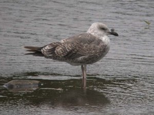 Lesser Black Back Gull