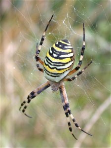 Wasp Spider