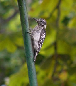 hairy woodpecker (male juvenile)