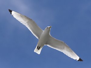 Kittiwake