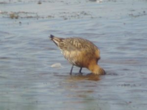 Black Tailed Godwit