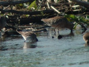 shorebird1