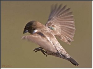 Bronze Munia