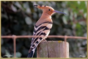 Hoopoe