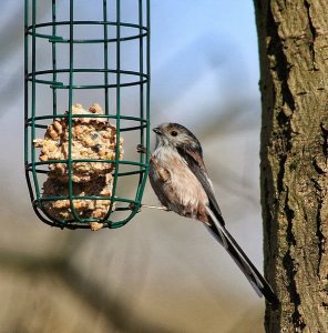 long_tailed_tit_aegithalos_caudatus_