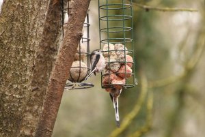 Long tailed tit