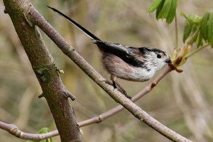 Long tailed tit