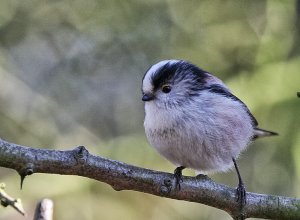 long tailed tit aegithalos caudatus.