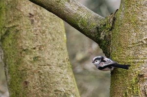 long tailed tit aegithalos caudatus.