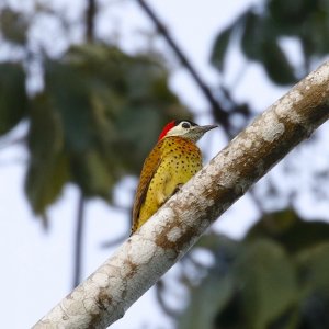 Spot-breasted Woodpecker (female)