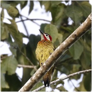 Spot-breasted Woodpecker (male)