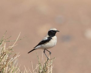 Desert Wheatear