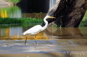 Eastern great egret