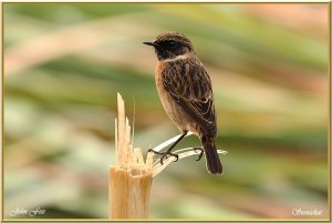 Stonechat